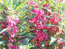 BALSAMINE