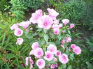 MALOPE ROZ