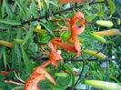 08012006264