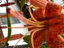 08012006265