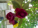 08012006272