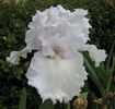 113. Laced Cotton