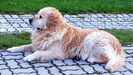 DUK - Golden Retriever.