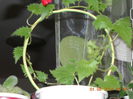 lophospermum wine red