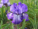 160. Purple Pepper