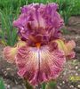 161. Queen In Calico