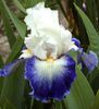 171. Ruban Bleu