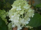 hortensia paniculata limelight
