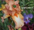 200. Symphonette