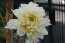 dalie decorativa White Perfection preferata mea