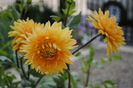 dalie decorativa Noordwijks Glory