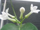 Stephanotis