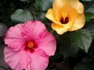 boreas pink şi yellow