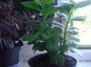 (Coleus Canina) (2)
