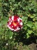 DSCF0040