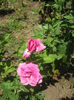 DSCF0041