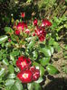 DSCF0042