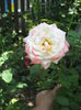 DSCF0061