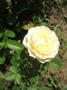 DSCF0050