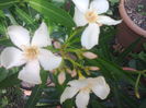 Angiolo Puci