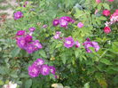 Rhapsody in Blue