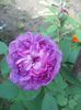 Reine des Violettes