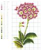 flor 13