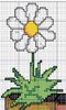 margarida