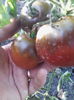 rosii negre mari
