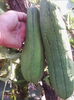 lufa-planta burete
