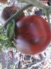 rosii negre mari