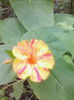 mirabilis
