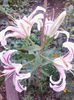 IMG_20140802_192539