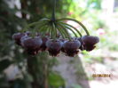 h.wayetii