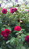 IMG_20140802_183435