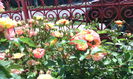 IMG_20140803_120232