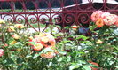 IMG_20140803_120237