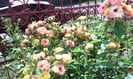 IMG_20140803_120241