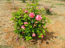 hibiscus