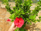 hibiscus