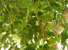 papaya fructe mici