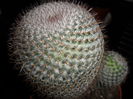 cactus vanzare