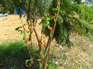 goji