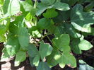 kudzu