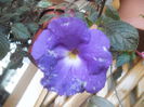 Purple Quenn