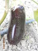 DSCN5947