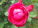 DSCN5948