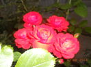 DSCN5956