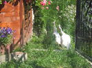 IMG_3782[1]