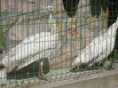 IMG_3785[1]